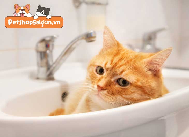 Tại sao mèo thích vào nhà vệ sinh