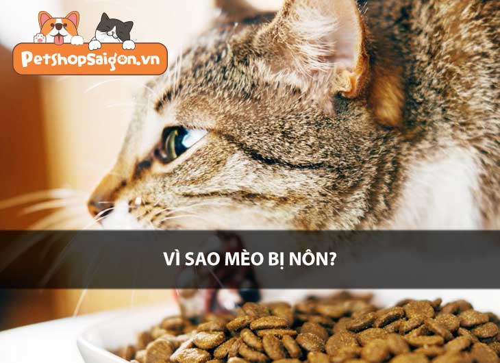 Vì sao mèo bị nôn?