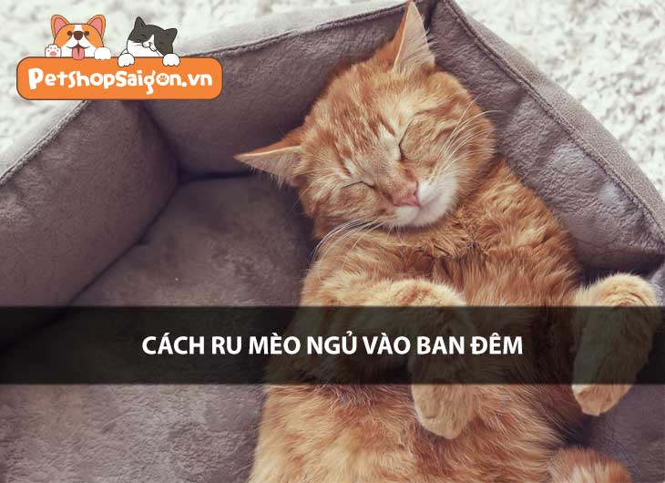 Cách ru mèo ngủ vào ban đêm