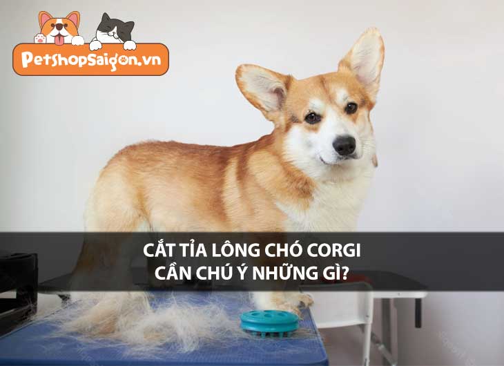 Cắt tỉa lông chó Corgi cần chú ý những gì?