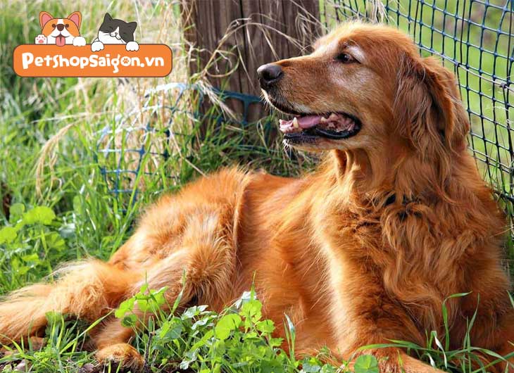 Cắt tỉa lông chó Golden