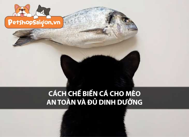 Cách chế biến cá cho mèo an toàn và đủ dinh dưỡng
