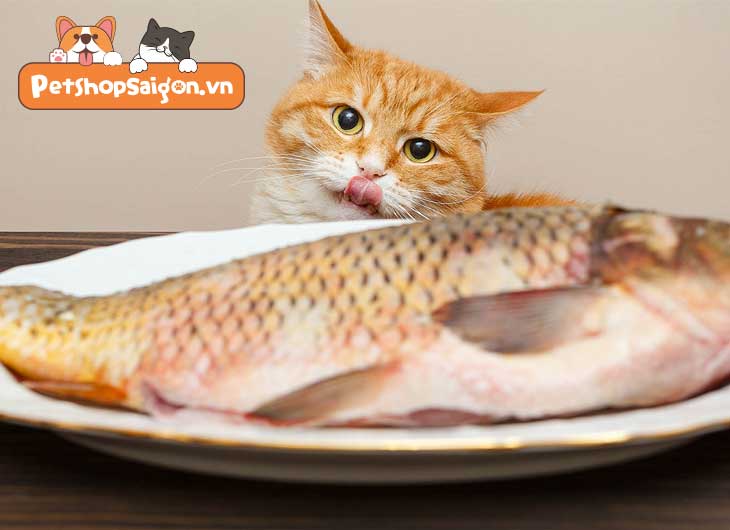 chế biến cá cho mèo