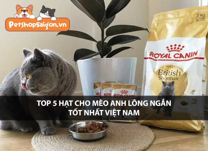Top 5 hạt cho mèo Anh lông ngắn tốt nhất Việt Nam