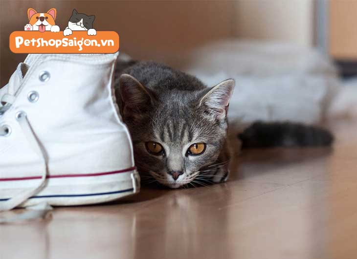 Tại sao mèo lại thích giày của bạn?