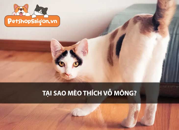 Tại sao mèo thích vỗ mông?