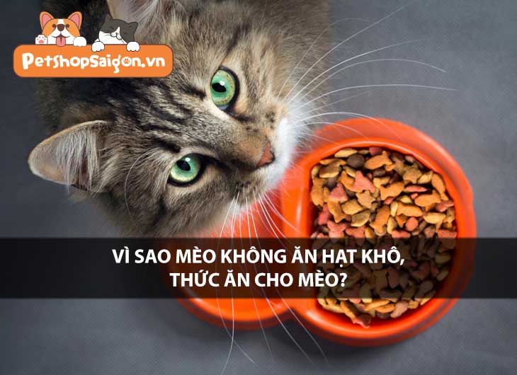 Vì sao mèo không ăn hạt khô, thức ăn cho mèo?