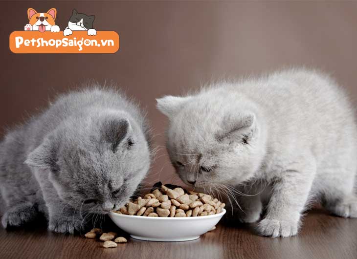 Vì sao mèo không ăn hạt khô, thức ăn cho mèo