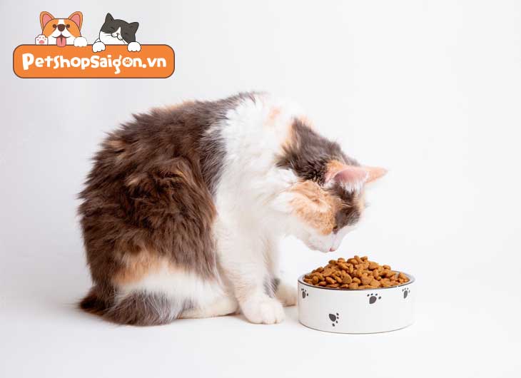 Vì sao mèo không ăn hạt khô, thức ăn cho mèo