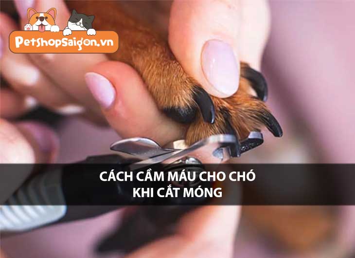 Cách cầm máu cho chó khi cắt móng