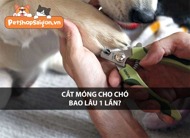 Cắt móng cho chó bao lâu một lần?