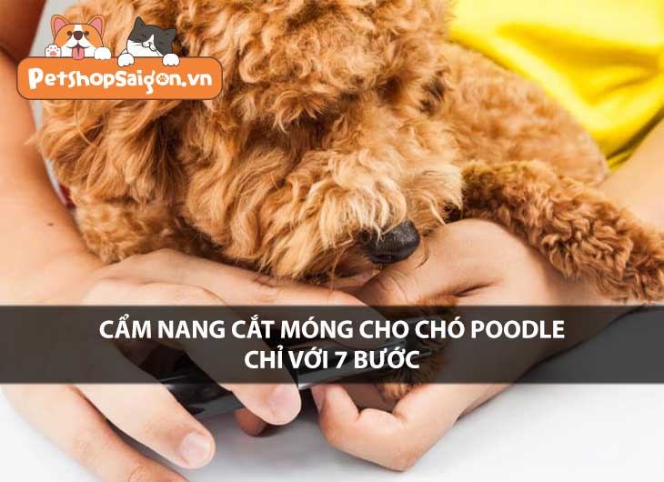 Cẩm nang cắt móng cho chó Poodle chỉ với 7 bước