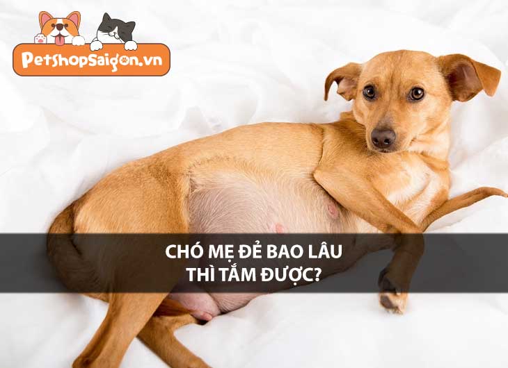 Chó mẹ đẻ bao lâu thì tắm được?