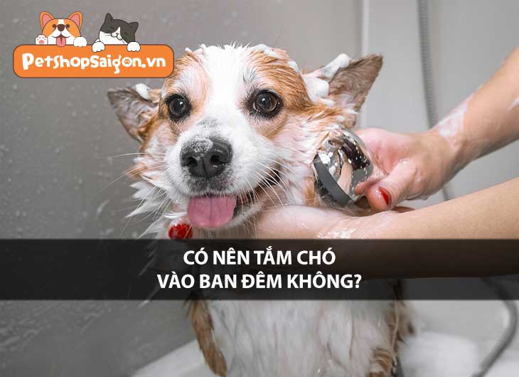 Có nên tắm chó vào ban đêm không?