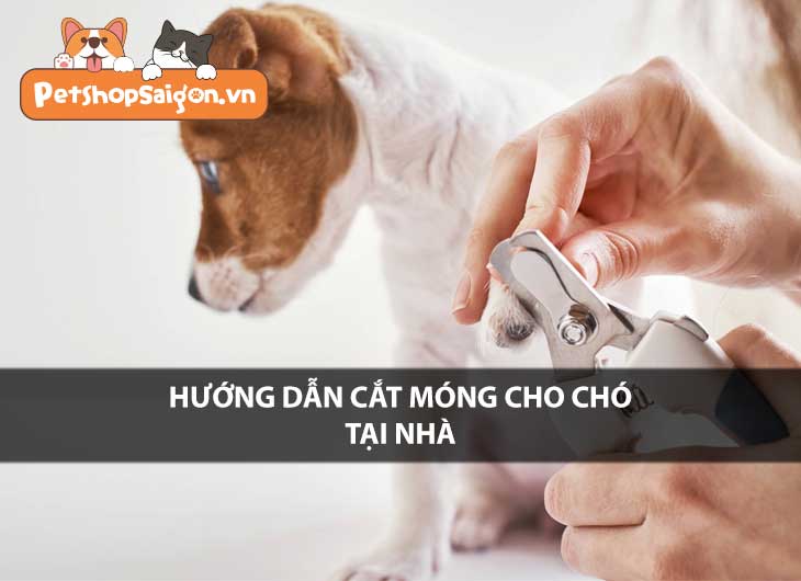 Hướng dẫn cắt móng cho chó tại nhà dễ áp dụng