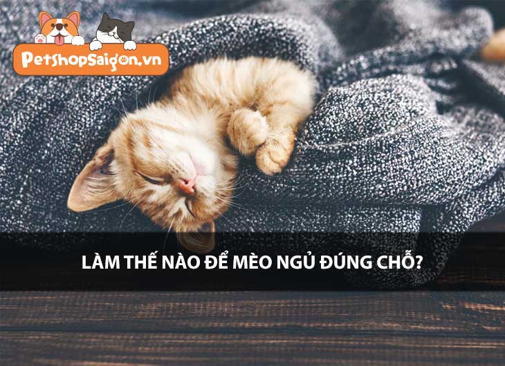 Làm thế nào để mèo ngủ đúng chỗ?