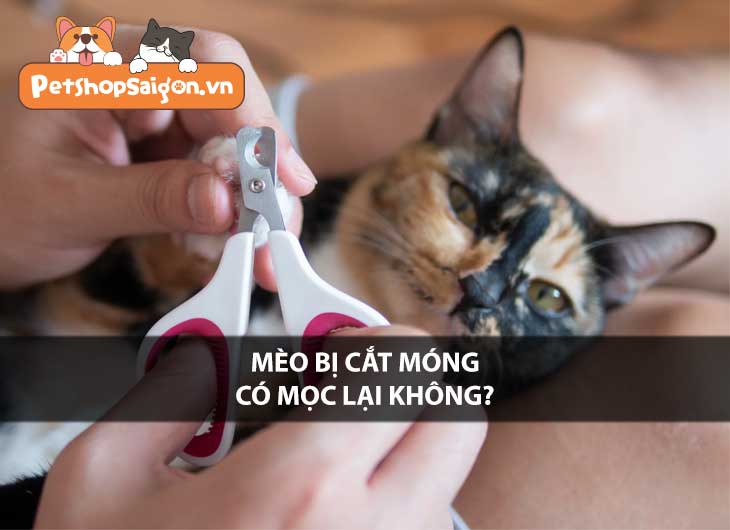 Mèo bị cắt móng có mọc lại không?