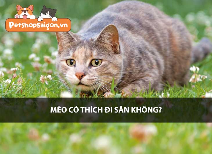 Mèo có thích đi săn không?