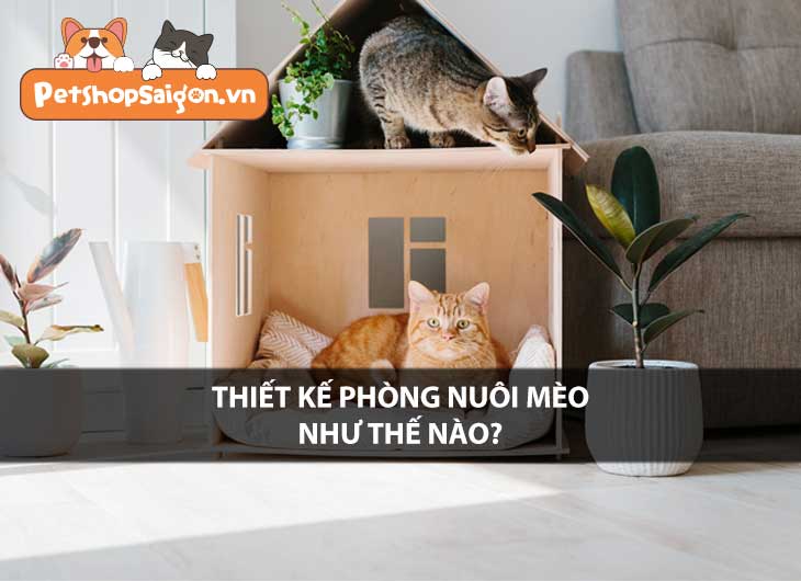 Thiết kế phòng nuôi mèo như thế nào?