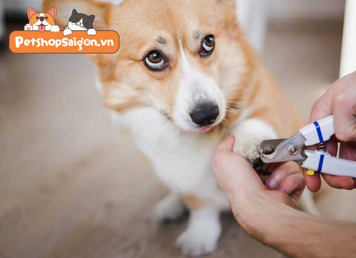 Cắt móng cho chó bị chảy máu