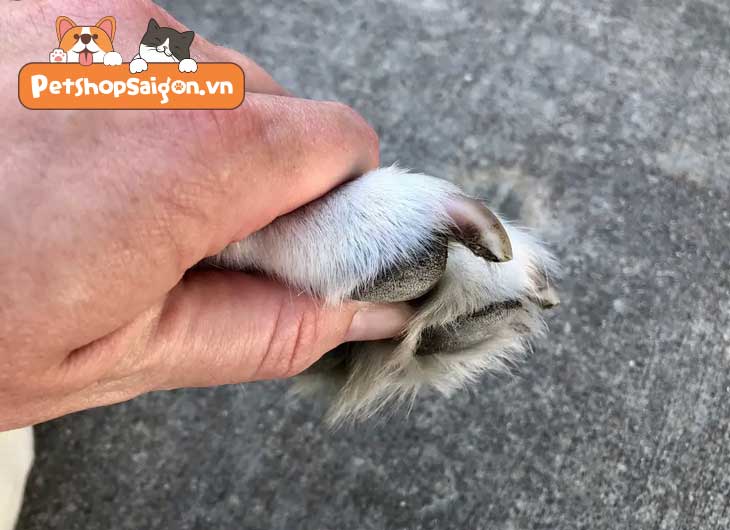 Cắt móng cho chó bị chảy máu