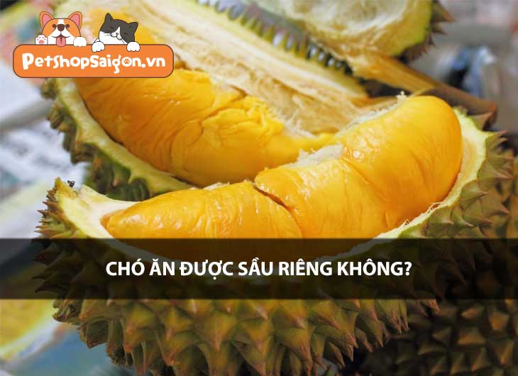 Chó ăn được sầu riêng không?