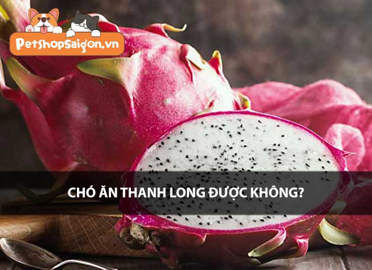 Chó ăn thanh long được không?