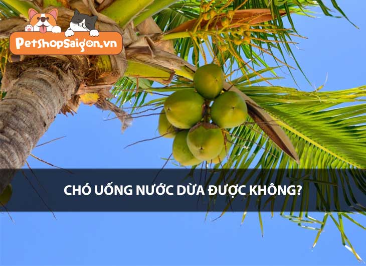 Chó uống nước dừa được không?