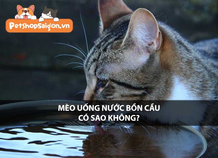 Mèo uống nước bồn cầu có sao không?