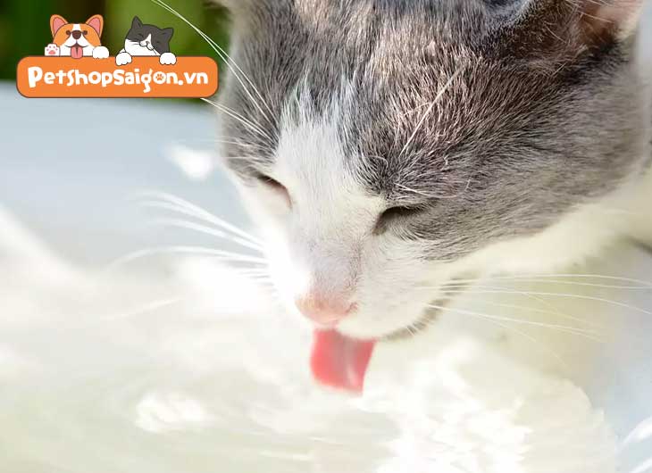Mèo uống nước bồn cầu