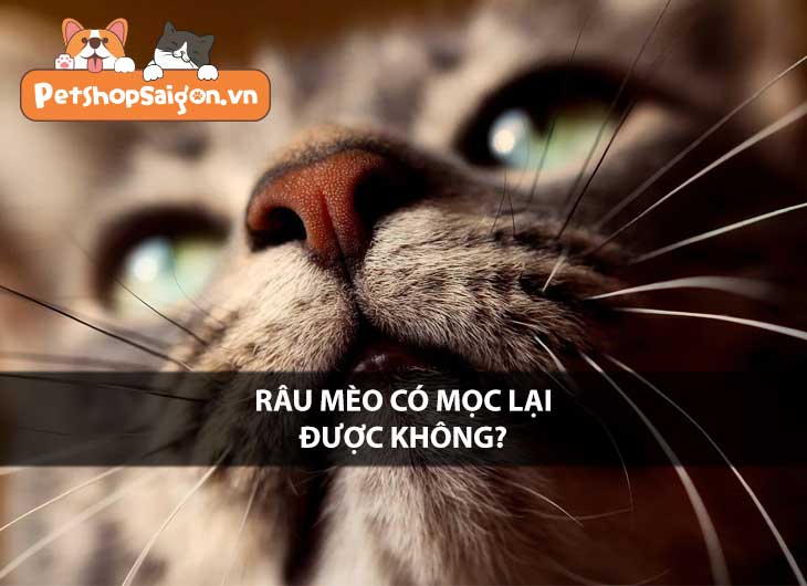 Râu mèo có mọc lại được không?