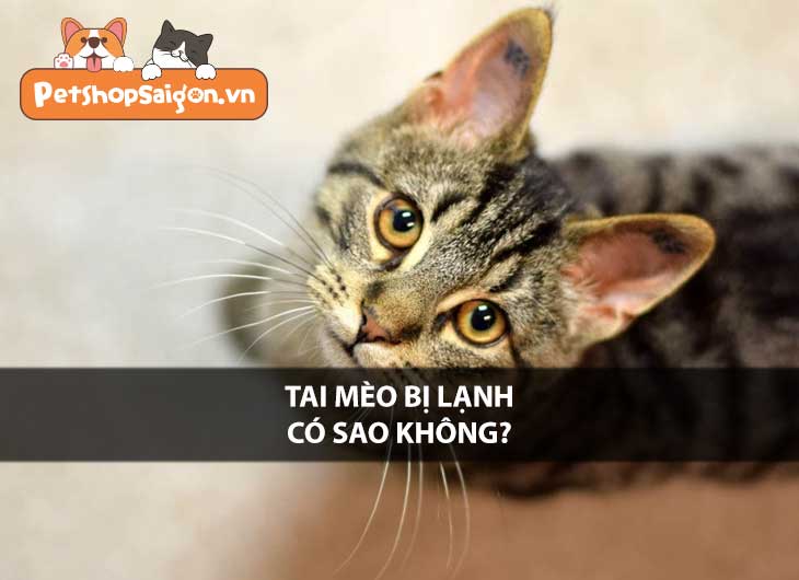 Tai mèo bị lạnh có sao không?