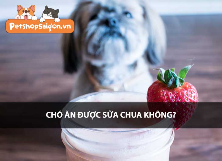 Chó ăn được sữa chua không?