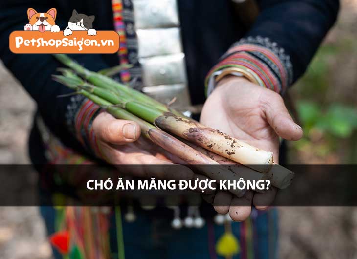 Chó ăn măng được không?