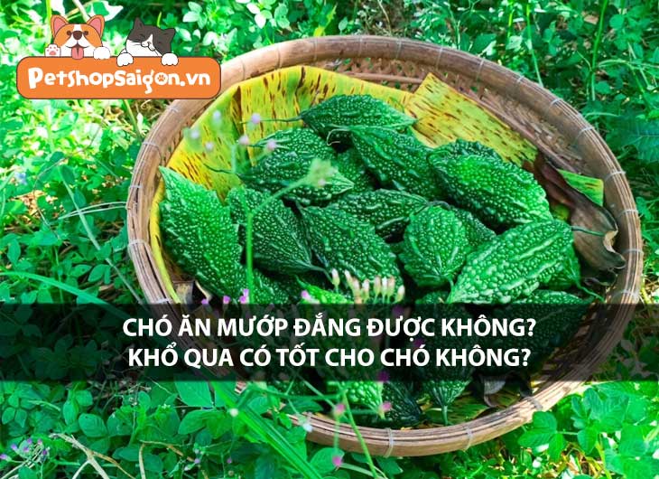 Chó ăn mướp đắng được không? Khổ qua có tốt cho chó không?