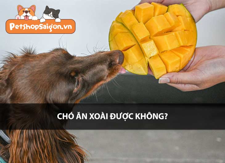 Chó ăn xoài được không?