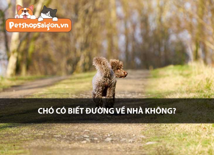 Chó có biết đường về nhà không?