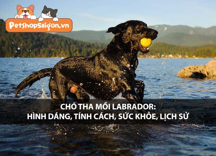 Chó tha mồi Labrador: Hình dáng, tính cách, sức khỏe, lịch sử