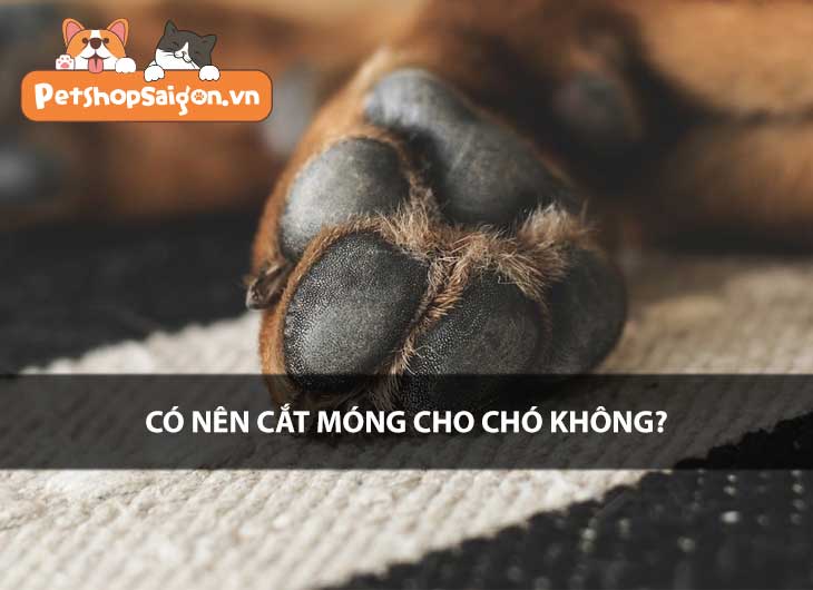 Có nên cắt móng chân cho chó không?