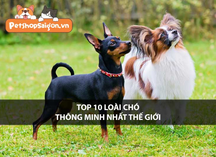 Top 10 loài chó thông minh nhất thế giới