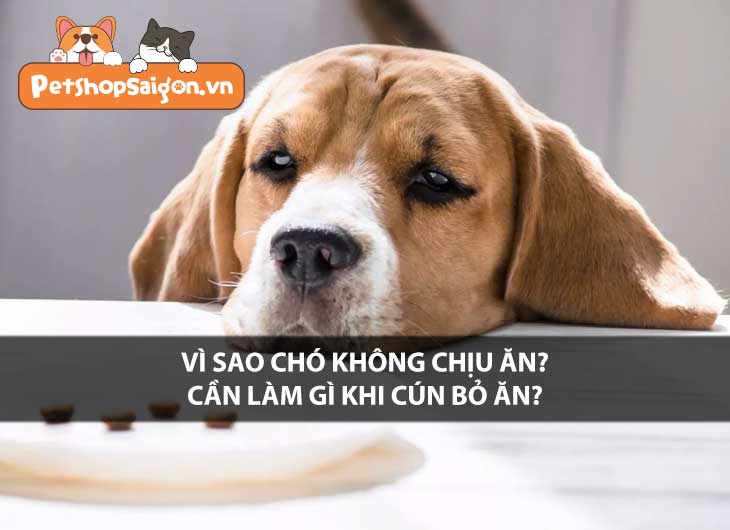 Vì sao chó không chịu ăn? Cần làm gì khi cún bỏ ăn?