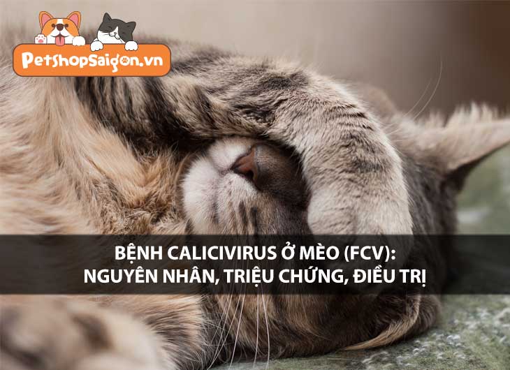 Bệnh Calicivirus ở mèo (FCV): Nguyên nhân, triệu chứng, điều trị