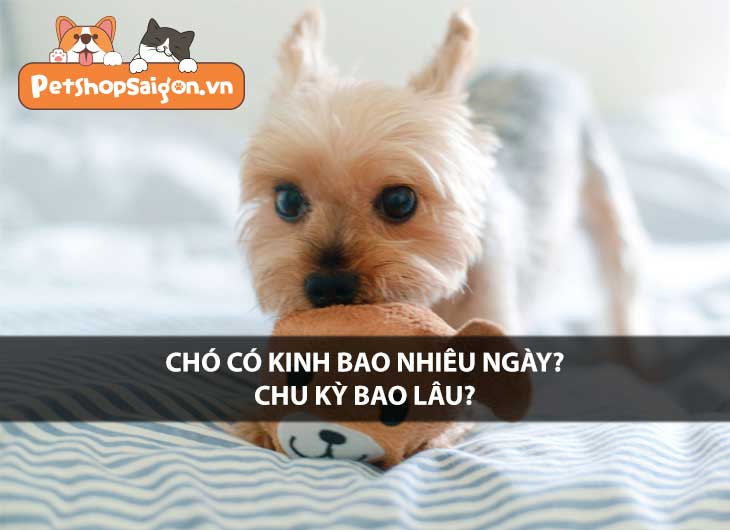 Chó có kinh bao nhiêu ngày? Chu kỳ bao lâu?