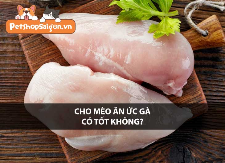 Cho mèo ăn ức gà có tốt không?