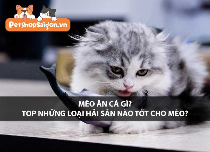 Mèo ăn cá gì? Top những loại hải sản nào tốt cho mèo?