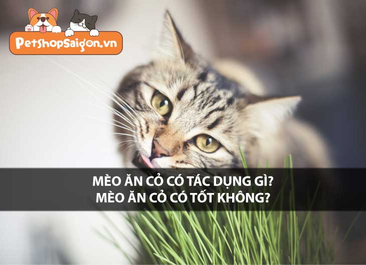 Mèo ăn cỏ có tác dụng gì? mèo ăn cỏ có tốt không?