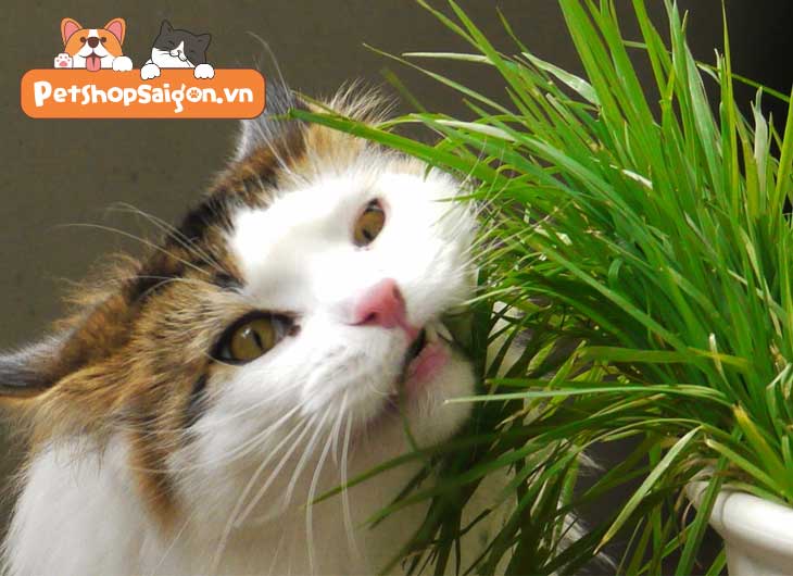 Mèo ăn cỏ có tác dụng gì
