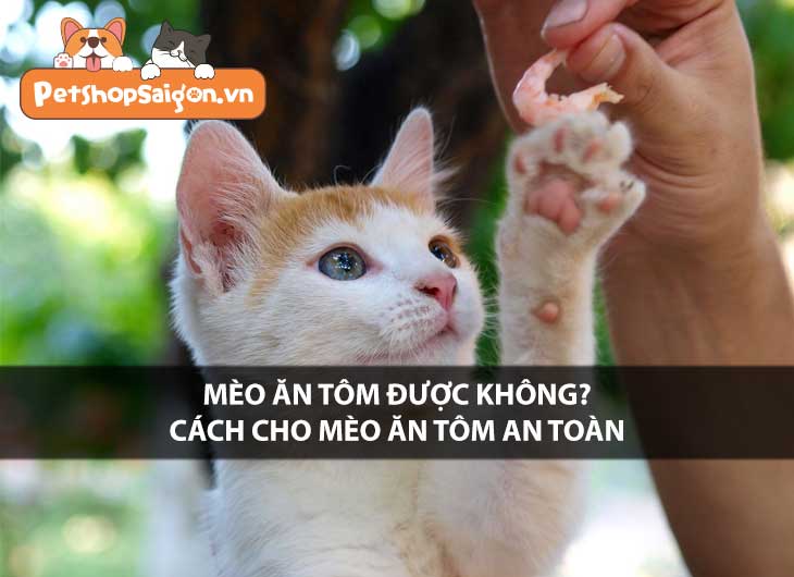 Mèo ăn tôm được không? Cách cho mèo ăn tôm an toàn