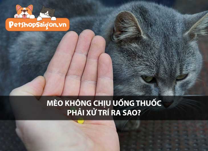 Mèo không chịu uống thuốc phải xử trí ra sao?