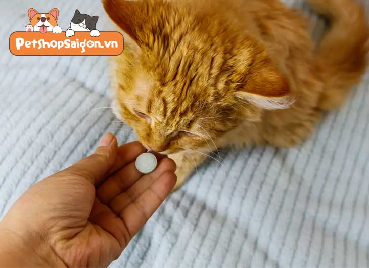 Mèo không chịu uống thuốc